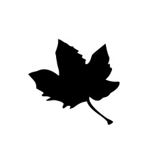 leaf silhouettes on the white background vector illustration