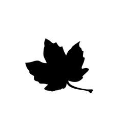 leaf silhouettes on the white background vector illustration