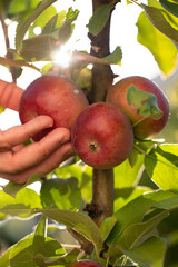 apple harvest, a man's hand picks ripe red apples from the branches of an apple tree
