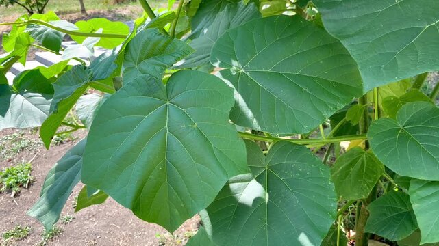 Paulownia tomentosa tree growing in the park