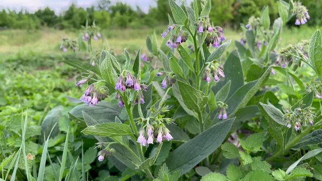 flowering medicinal plant comfrey medicinal (Symphytum officinale L.)