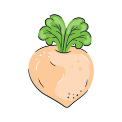 An amazing icon of turnip, root veggie, organic food, isolated on white background