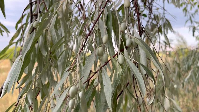 Loch ordinary (Elaeagnus angustifolia L., wild olive tree, djidda, jide, pshat, igda)