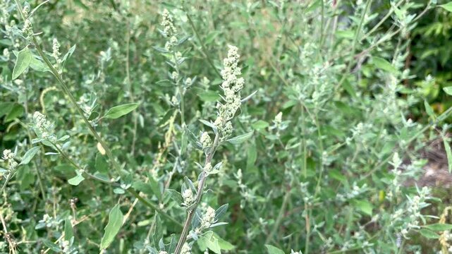 blooming garden orache grows in the garden