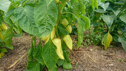 Yellow Bell Pepper Bushes in Mulched Garden Bed with Straw and Hay