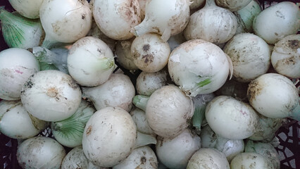 Large Quantity of Fresh White Onions Collected in a Crate
