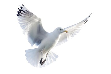 Obraz premium Beautiful illustration of a seagull with a white background isolated kawaii