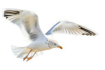 Obraz premium Beautiful illustration of a seagull with a white background isolated kawaii