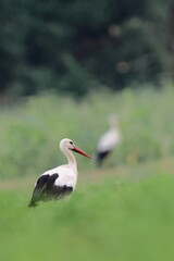 Fototapeta premium nel campo