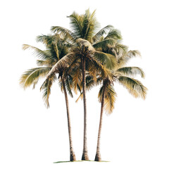Obraz premium Coconut palm trees.