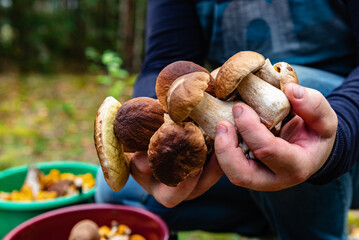 White mushrooms in the hands of a mushroom picker. Search and harvest of forest mushrooms.