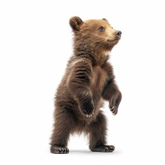 Fototapeta premium Adorable Brown Bear Cub Standing on Hind Legs.