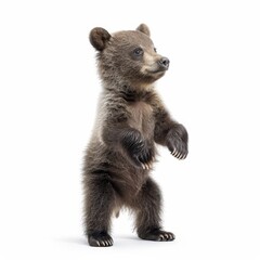 Fototapeta premium Adorable Brown Bear Cub Standing on Hind Legs.