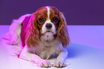 Cavalier King Charles Spaniel in Neon Light