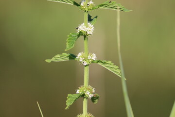 Flowering european bugleweed (Lycopus europaeus) plant in wild nature