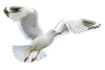 Obraz premium seagull white background isolated