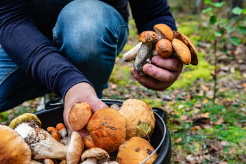 Orange birch boletes in mushroom picker hands. Search and harvest of forest mushrooms.