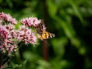 A small butterfly searching for food on a thistle