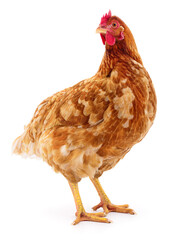 Brown hen isolated.