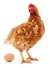 Brown hen isolated.