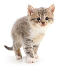 Kitten on white background.