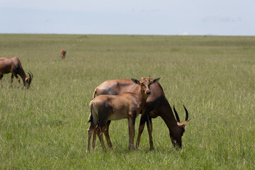 Masai Mara 