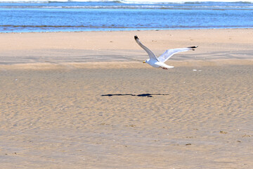 Seagull in flight by the sea on a sunny day.
