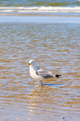 Seagull by the sea on a sunny day.