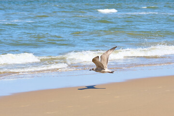 Seagull in flight by the sea on a sunny day.