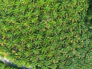 Aerial view of oil palm plantation