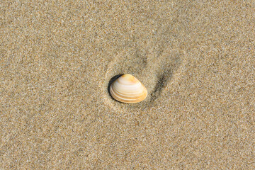 Shell in yellow sand on the seashore.