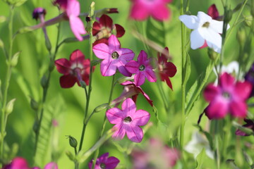 Flowering ornamental tobacco plant, Nicotiana flowers.