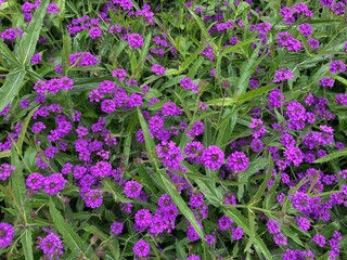 Lila Blumen in der Natur / Eisenkraut 
Formatfüllend 