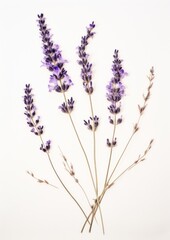 Naklejka premium Real Pressed a lavender flower blossom plant.