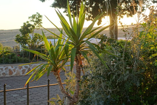 Naturaleza y puesta de sol