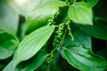 Black pepper fruits grow on tree in garden