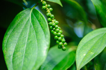 Black pepper fruits grow on tree in garden
