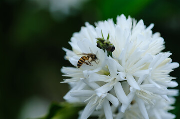 Coffee bean flowers blossom blooming on tree