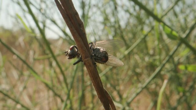 mouche
