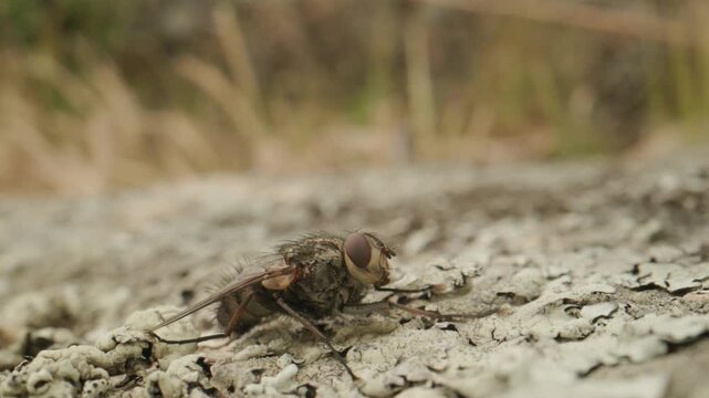 mouche
