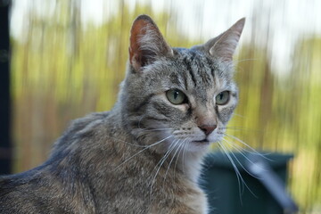 Katzengesicht, Hintergrundbild