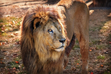 L&ouml;we h&auml;lt Ausschau