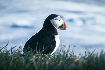 Ein Papagaientaucher schaut verträumt auf das weite Meer hinaus