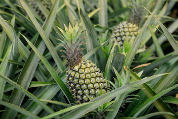 Obraz premium Pineapple fruits grow in garden