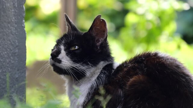 サクラ耳の猫　辺りをうかがった後で目を閉じる　不妊去勢手術済みの日本の野良猫、地域猫イメージ