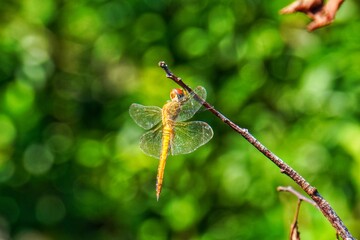 Dragonfly on twig against green background. Scarlet skimmer