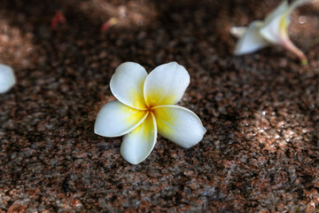 Tropical flower white and yellow plumeria