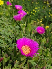 Fototapeta premium Pink succulent flower on a meadow by the sea