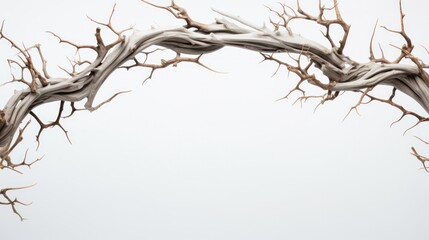 Obraz premium A creative composition featuring a variety of thorns and branches artistically arranged on a white background,