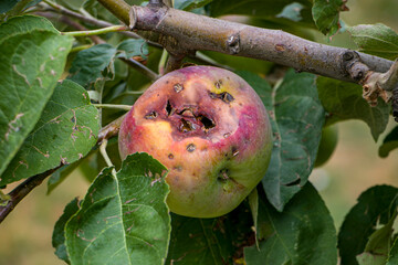 Decaying apple on a tree with visible rot: nature&rsquo;s cycle of decomposition and pest interaction on fruit,  the role of insects in the decomposition process.